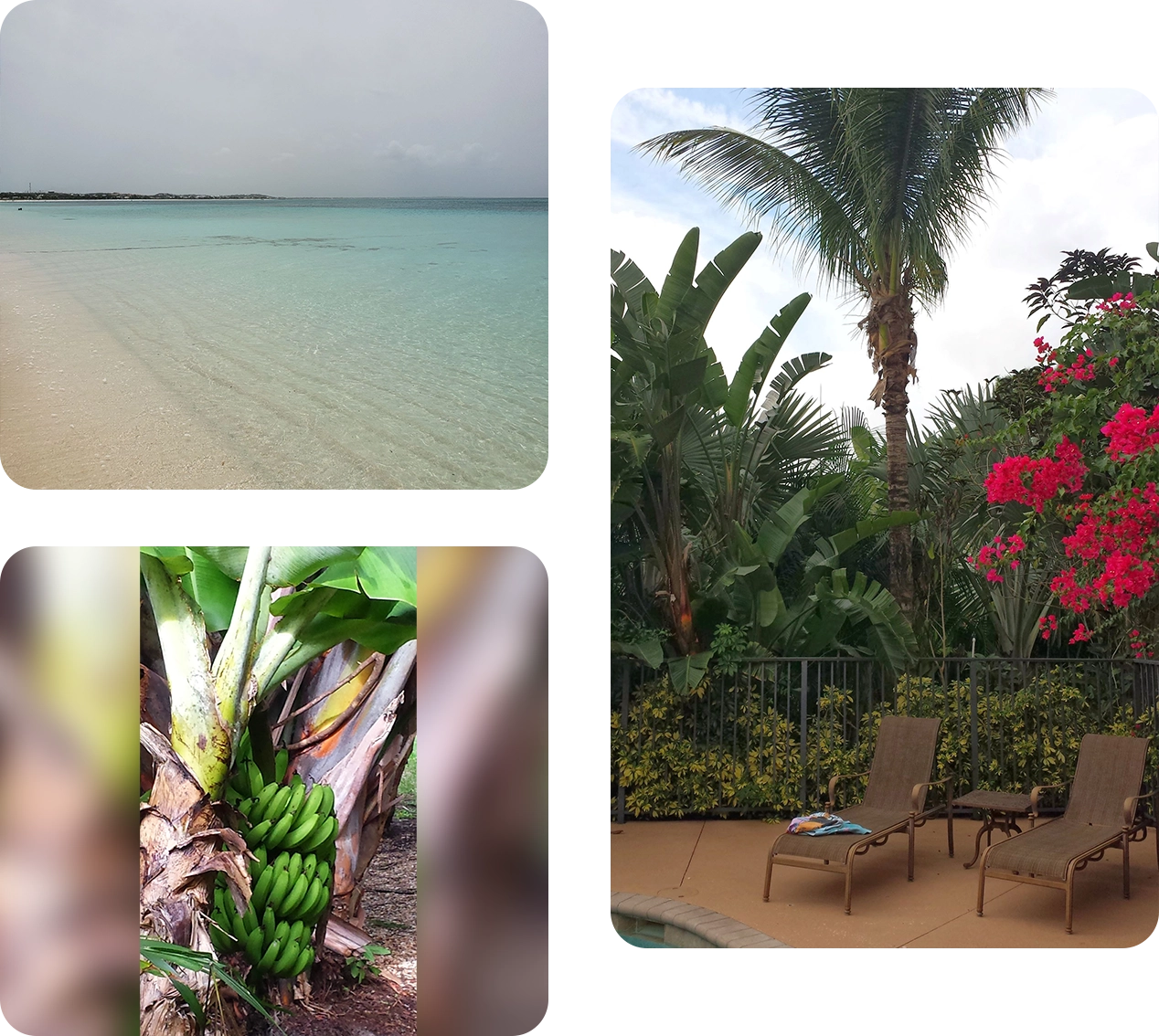 A collage of pictures with the beach, palm trees and flowers.